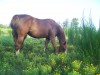 Horse For Sale: Obviously Real Famous- Photo 1