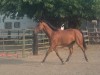 Horse For Sale: Dance With Reality- Photo 1