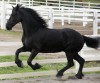 Horse For Sale: Gin- Photo 1