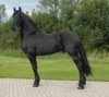 Horse For Sale: Teddy- Photo 1