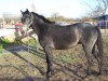 Horse For Sale: Worst Nightmare- Photo 1