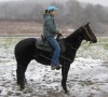 Horse For Sale: Clues Splash of Class   - Photo 1
