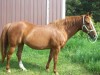 Horse For Sale: Dirty Daisy Mae- Photo 1