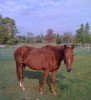 Horse SOLD: Miss Enterprise- Photo 1