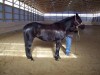 Horse SOLD: Moons Little Delight- Photo 1