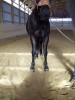 Moons Little Delight- Photo 2