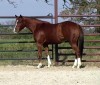 Horse For Sale: Chex Out My Trix- Photo 1