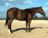 Horse For Sale: Docs Two Eyed Mount- Photo 1