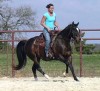 Horse For Sale: Lacy Zantanon (Lacy)- Photo 1