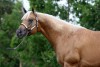 Horse For Sale: Tracy- Photo 1