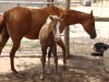 Horse For Sale: Kara Doc Baby- Photo 1