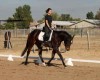 Horse For Sale: Im Good Enough- Photo 1