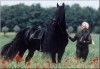 Horse For Sale: kent- Photo 1