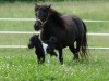 MINIATURE HORSE FOALS- Photo 2