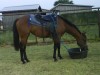 Horse For Sale: Summer- Photo 1