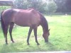 Horse For Sale: Cherokee- Photo 1