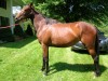 Horse For Sale: Elysian Wind- Photo 1