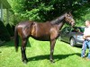 Horse For Sale: Running Made Easy- Photo 1