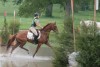 Horse For Sale: Diamond n the rough- Photo 1