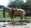Horse For Sale: Skipper's Tequila Pep- Photo 1
