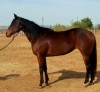 Horse For Sale: Majestics Tell Annie- Photo 1