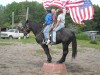 Horse For Sale: Brono- Photo 1