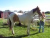 Horse For Sale: Patches- Photo 1