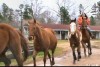Horse For Sale: Ranch, Trail and Kid Horses- Photo 1