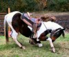 Ranch, Trail and Kid Horses- Photo 3