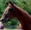 Horse SOLD: Allie- Photo 1