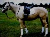 Horse SOLD: Beau- Photo 1