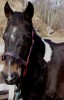 Horse SOLD: Cavalier- Photo 1
