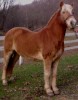 Horse SOLD: Monty- Photo 1