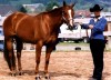 Horse SOLD: Shadow- Photo 1