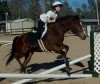 Horse SOLD: Trinket- Photo 1