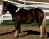 Cavalier- Photo 2
