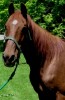 Allie- Photo 3