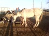 Horse For Sale: Freckles- Photo 1
