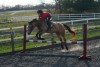Horse For Sale: Buckwheat Pancake- Photo 1