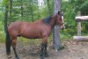 Horse SOLD: bill and gretchen liethen- Photo 1