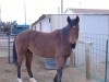 Horse For Sale: Misty- Photo 1