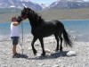 Horse For Sale: Ryano- Photo 1