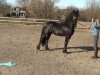 Horse For Sale: daimond- Photo 1