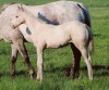 Horse For Sale: SANTEE CHINA- Photo 1