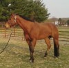 Horse For Sale: What About Mr Bob - Photo 1