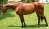 Horse For Sale: Sam- Photo 1
