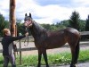 Horse For Sale: marissa- Photo 1