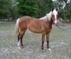 Horse For Sale: Ally's Moonlite Venture - Photo 1
