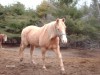 Horse For Sale: Doc's MLG Prince- Photo 1