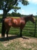 Horse For Sale: The Dancing Cat- Photo 1